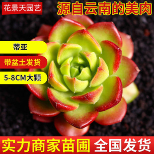 �ف�����ֲ�����Ԏ��莧����϶���ֲ�����l���ش�������ֲ�����l