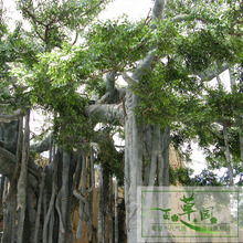 �S�����l�����Ř��~�^�z�ָЈ@�־��^�٘�֦���ϻ����⿹����ϻ�