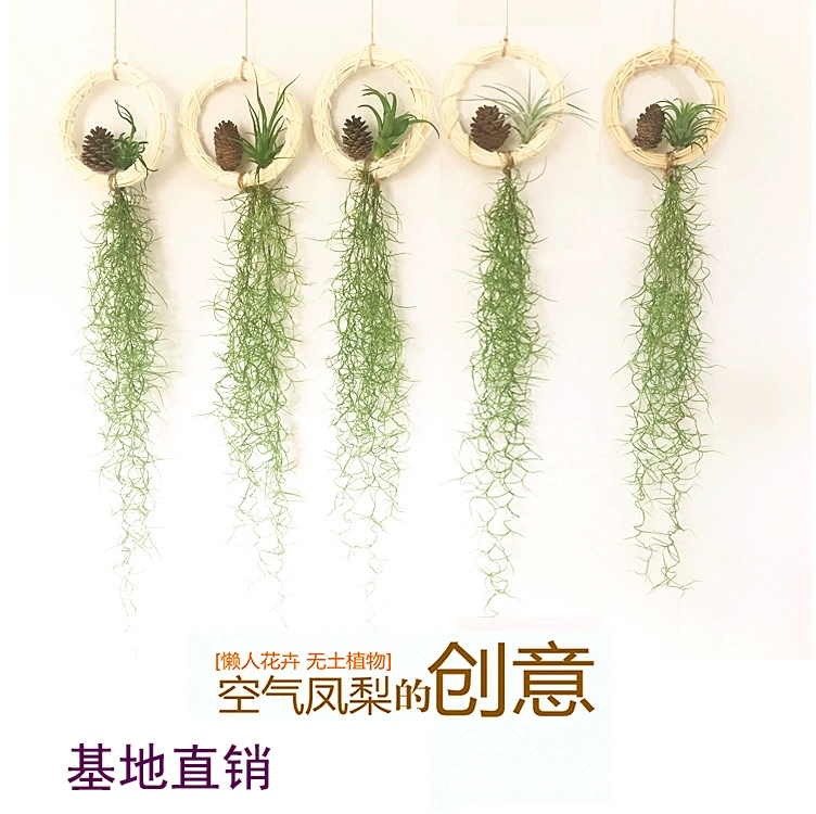 Аниан, безземельное растение в горшке, зеленое растение, композиция эльф, изысканный подарок, маленький осьминог Медуза, производитель, опт