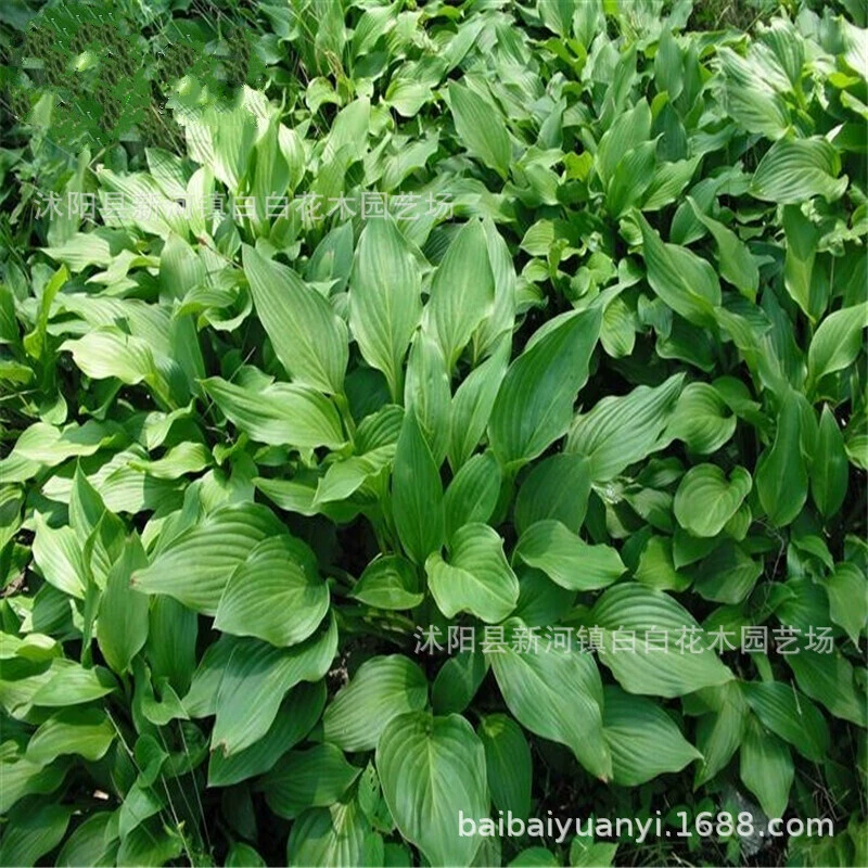 Оптовые поставки инженерных декоративных растений: цветы юкки, листья юкки, саженцы юкки, ландшафтные и садовые растения.