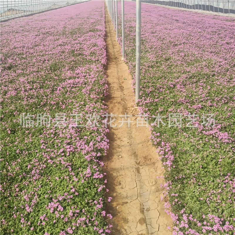 Красный клевер, многолетнее цветущее растение, цена на траву для соуса, оптовый красный клевер, трифолий, амарант