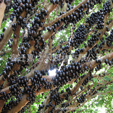 �������l�Ό�������ľ �ϱ�������Y��ͥԺ�Nֲ����ă�