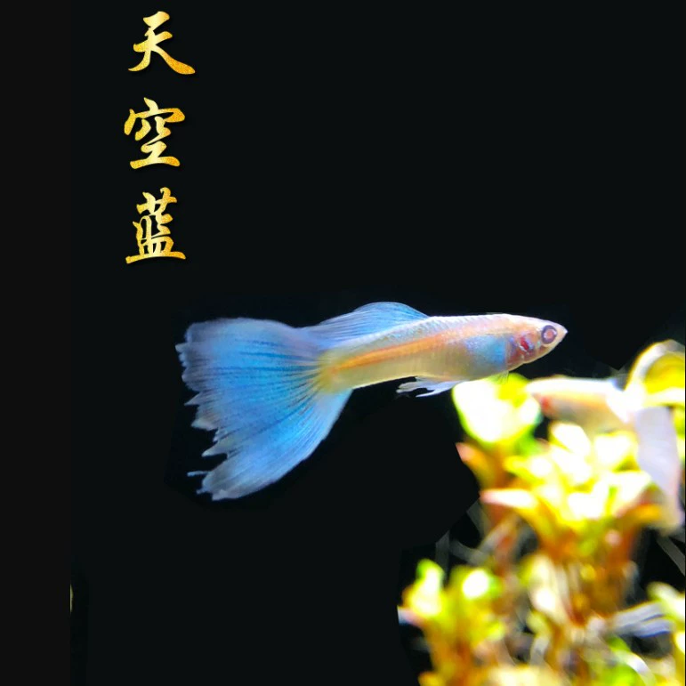 Живая меченосная рыбка (Пецилии ретикулята) — Ice Blue Peacock & Phoenix Tail, 3 см, вариации цвета