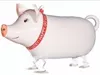 Walking pig