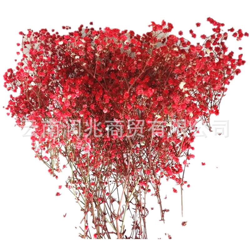 Runzhao fábrica al por mayor Yunnan ILOs gran cabeza de la flor inmortal cielo estrellado 120g por manojo