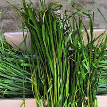 2024年烘干小麦草小麦苗牧草小麦草烘干牧草兔子龙猫荷兰猪草