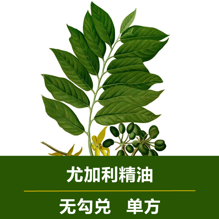 无勾兑尤加利精油单方蓝桉叶精油香薰精油原料桉树精油批发