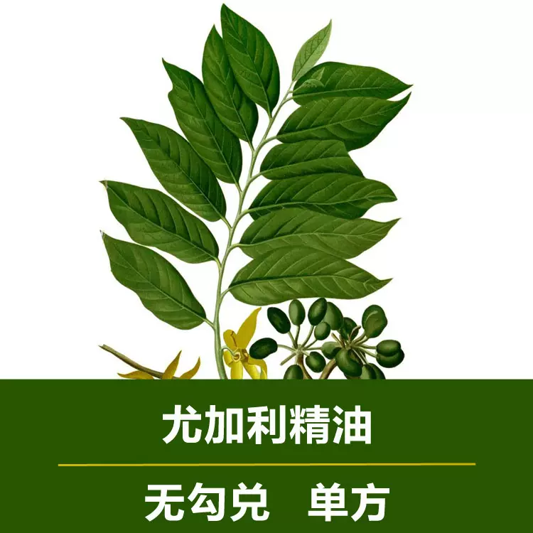 无勾兑蓝胶尤加利精油单方桉树精油香薰精油原料批发蓝桉叶精油