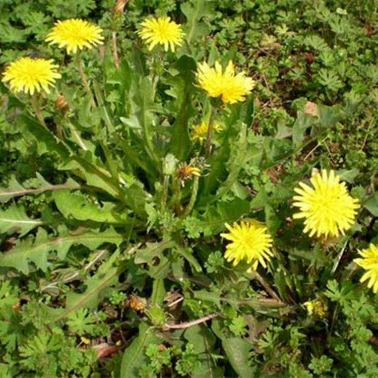 Семена одуванчика оптом Дикая капуста