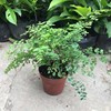 [Base directly batch] Feixue iron line fern green planting potted fern balcony indoor indoor potted potted four seasons evergreen