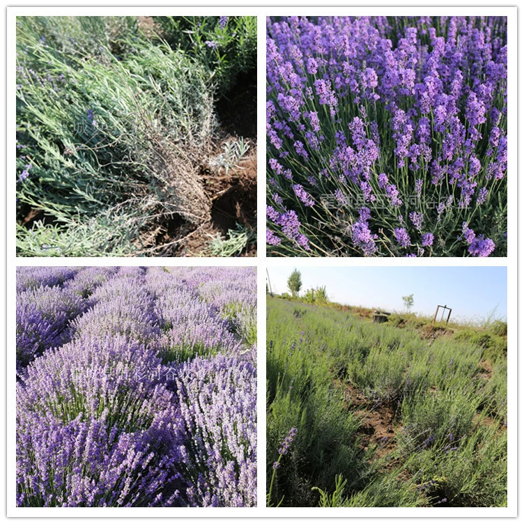 Рассада лаванды Синьцзян Хуочэн 65 групп происхождения оптовая рассада лаванды в горшках наземная посадка рассада лаванды