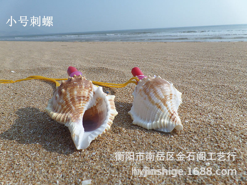 批发海滩扁刺海螺口哨|哨子 各种贝壳海螺工艺品儿童玩具