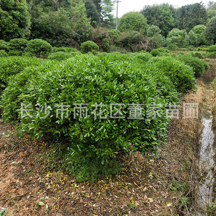 ���l��ͩ�� �G����150-180cm��ڷ��Ĺ��~��ͩ�� �F؛����