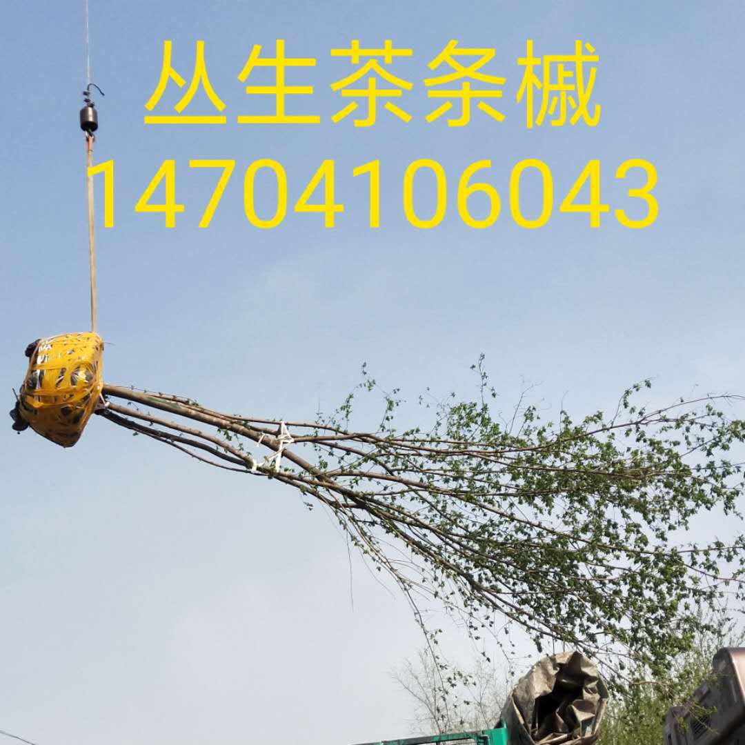 厂家苗圃东北耐寒茶条槭小苗批发 三角枫价格丛生茶条槭