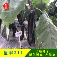 威尔种子批发 德丰344 紫黑长茄子种 黑色长棒茄子种 黑长茄种子