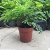 [Base directly batch] Feixue iron line fern green planting potted fern balcony indoor indoor potted potted four seasons evergreen