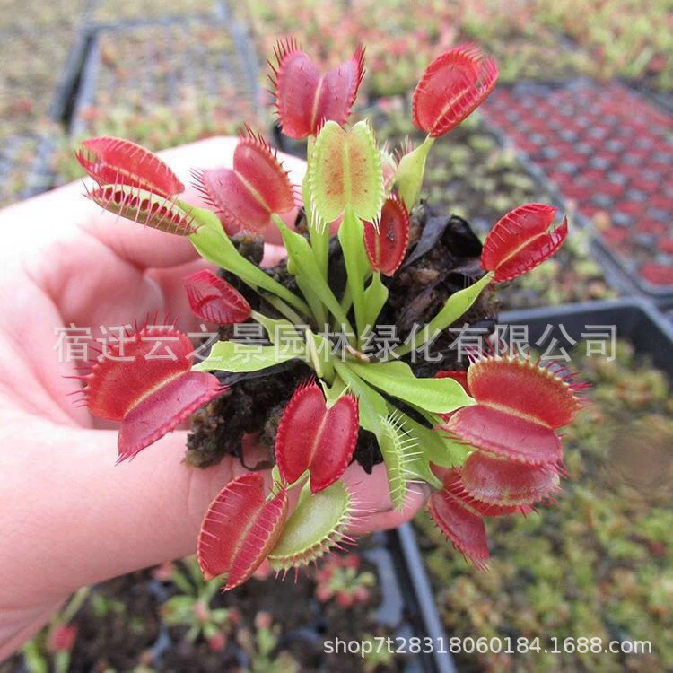 Растения-ловцы насекомых, мясорежущие растения, отпугивающие насекомых, зеленые растения в горшках, ловящие комаров и мух, семена цветов мясорежущих растений для офисного использования.