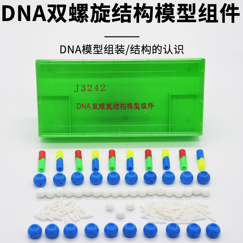 DNA双螺旋结构模型组件拼接dna结构模型遗传基因模型生物实验器材