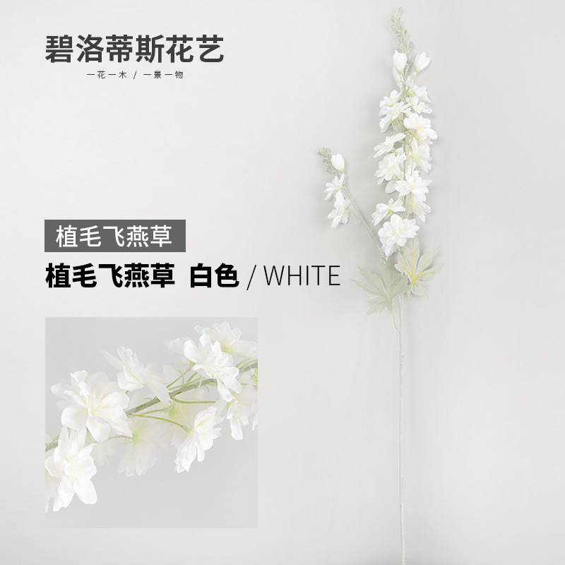 화이트