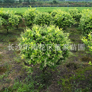 �������l�ڷ�80�Ľ��Ůؑ�� ����Ůؑ�� �G����������r�񌍻�