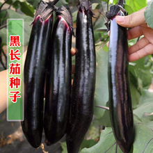 黑长茄种子 神州6号线茄种子黑茄子籽蔬菜籽大田包邮