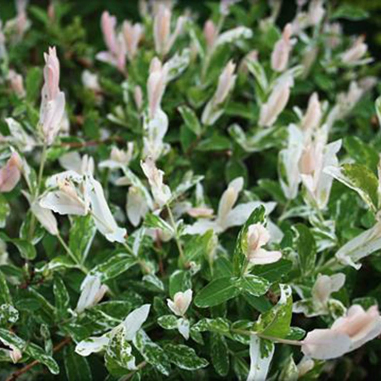 Базовая поставка Красочные листья Salix Lycii Цветочные листья Salix Lycii Сад в горшке Водные растения Холод и засухоустойчивость Большая скидка