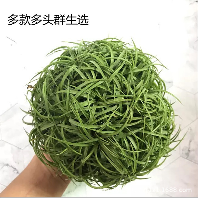 Factory Direct Sales Air Tillandsia Soilless Plant Air Tillandsia Multi-Headed Group Elf Empty Phoenix Wholesale Factory Direct Sales Air Tillandsia Soilless Plant Air Tillandsia Multi-Headed Group Elf Empty Phoenix Wholesale