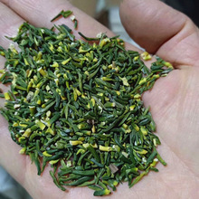 新鲜莲子心500g莲子芯正宗新货另售野生小包装泡水花草茶