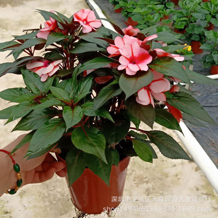 Impatiens Potted Plants Bloom in All Seasons and Are Easy to Grow Flowers and Green Plants Henna Balcony Courtyard Heat-Resistant Ornamental Flower Plants