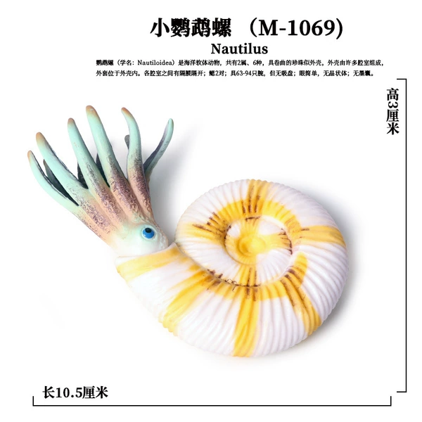 PL127-1069 Nautilus