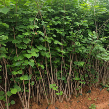 ���Թ����������G  4-6�U�Čm�����G ���̾G���໨���G�����l�r