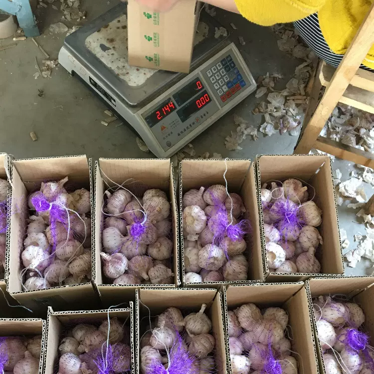 供应出口大蒜保鲜大蒜 28元/件  2kg/件 起订，批发优惠优质