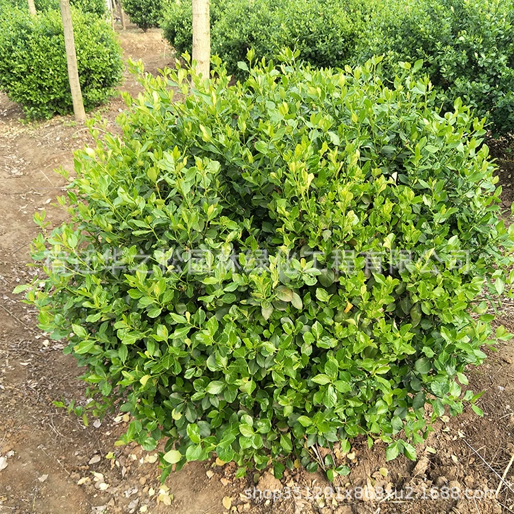 Defender Ball Высокое качество Defender Ball Four Seasons Вечнозеленый завод Инженерное озеленение База снабжения Спецификации Complete