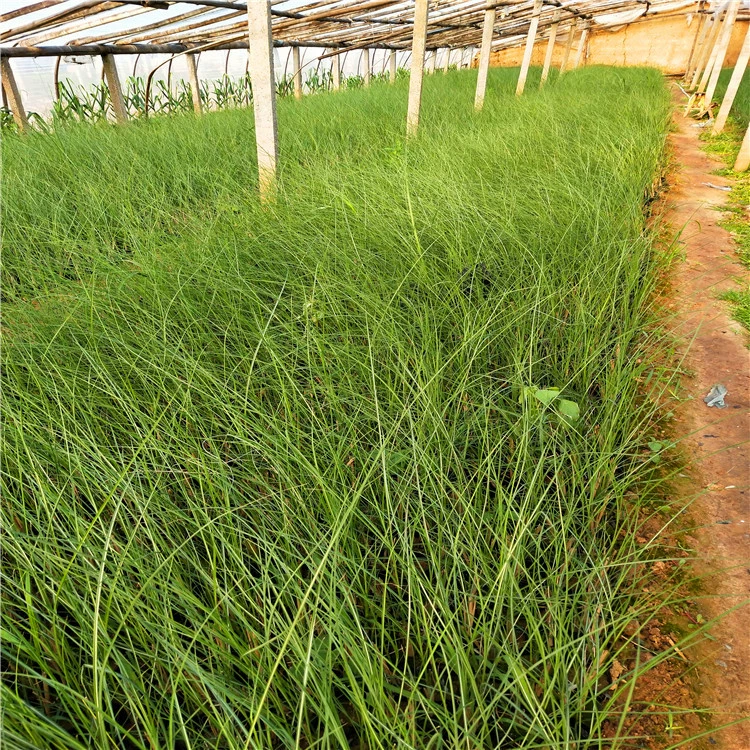 Мелкие листья Ман Шаньдун поставляем большое количество многолетних сезонных трав цветы мелкий лист Ман мелкий лист иглы Ман озеленение