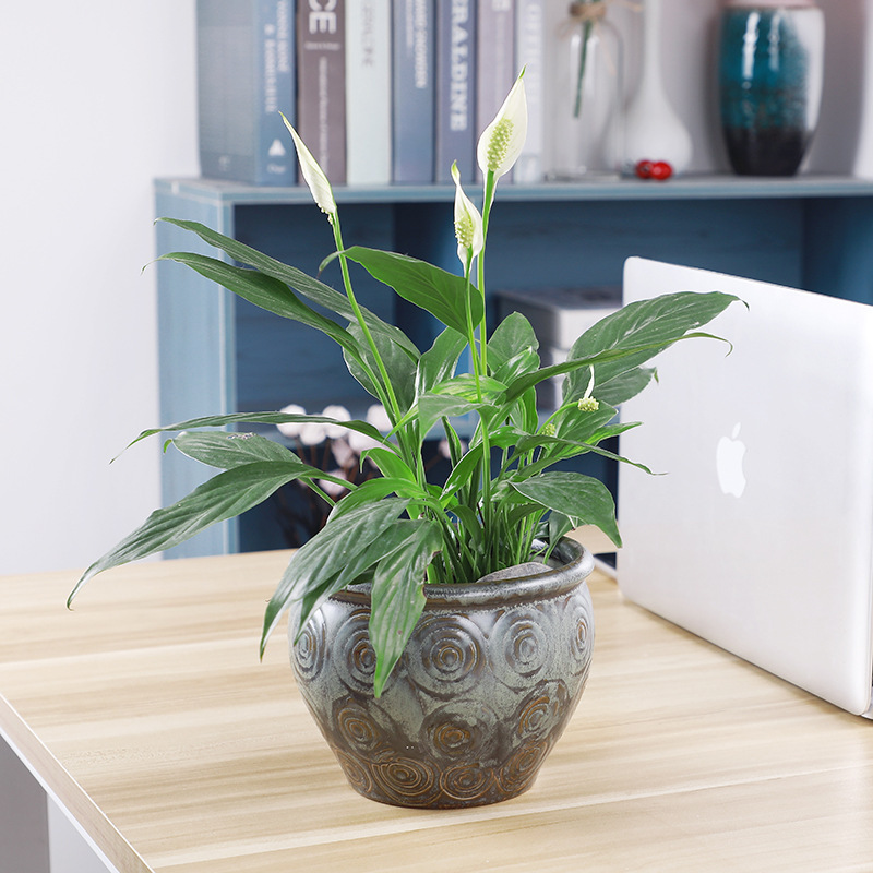 Ceramic Flower Pot Vintage Chinese Large and Small Water Tank Multifunctional Tea Washing Fish Tank Hydroponic Copper Chinensis Narcissus Container
