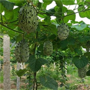�������̽ǹϜ��ˮ�����޻��������rˮ��ɳĮˮ��һ�����l