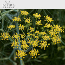 ���������㾫��(Fennel) �������a��ֱ���M�چη�����