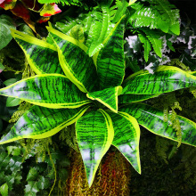 �J�C�~13Ƭ�ش����ľ���滨�Gֲ���~ֲ��b��~�Ӿ��^�Gֲ�쾰