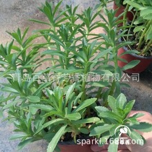 ��ɫ��jian�����Ĳ�����Ĳ�������̨���Ծ��Ĳ��ļ����ֲ���ֱ��