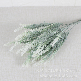 ֲë޹�²ݽz����ɫ�� ��c�ѬF؛��@�L��޹�²������b���