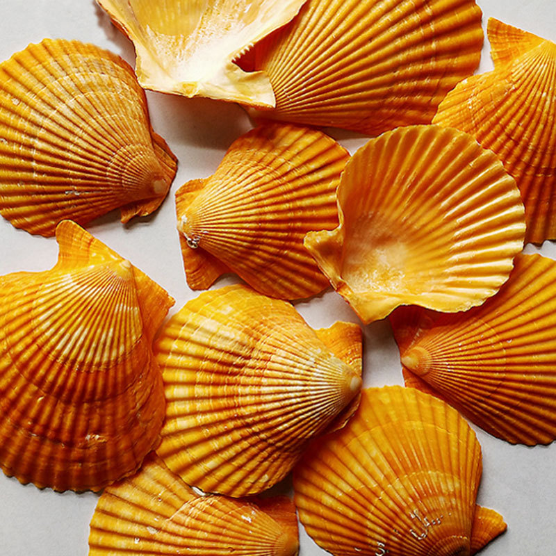 Yellow scallops (6-8cm) - Factory direct sales, colorful scallop DIY materials wholesale, aquarium landscaping, home decoration.