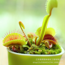 ��ω������ʳ�xֲ����òݶ���ֲ�������Gֲ����