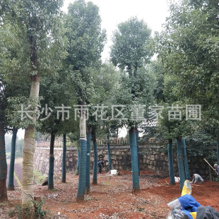 ���l���� ���� 18-20cm���������l ������ �Ǽ������������l