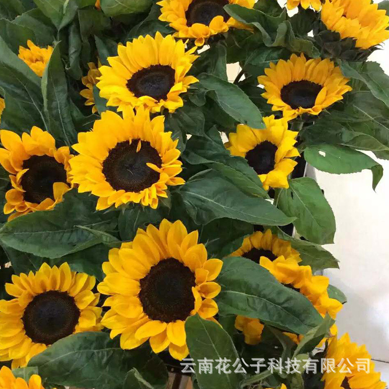 Sunflower flowers Yunnan flower base wholesale flower shop stall wedding flower arrangement bouquet flower basket fresh cut flowers Sunflower flowers Yunnan flower base wholesale flower shop stall wedding flower arrangement bouquet flower basket fresh cut flowers