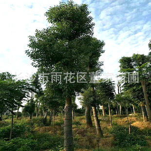 ��������ع���25cm�ĹǼ����������� �����Ǽ�������ɻ��ʸ�