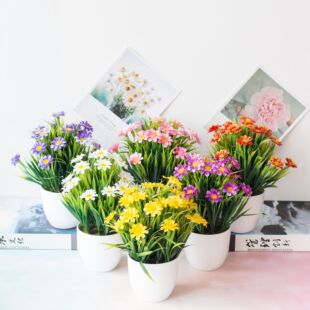[New hot market, sprouts of plumbs, home green gardening set]