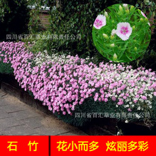 ���ʯ�񻨻ܷN�Ӳ�ƺ���ղݻ���Ұ���M�ϾG�����ѳ���ʯ�񻨷N��