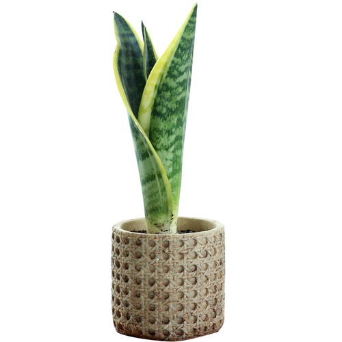 European retro cement flowerpot Mediterranean indoor potted woven bamboo personalized creative green plant pot large size