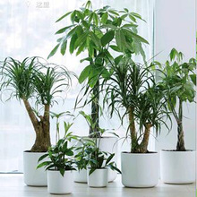 �Wʽ�@�ֲ�������b���� �A��͸���֬�w�S���� ��ͥ�@ˇ�G������