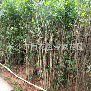 ���l������ʯ�� �߶�1.5�� �ڷ�1�׵� ���Uʯ��� ��4-8����֧